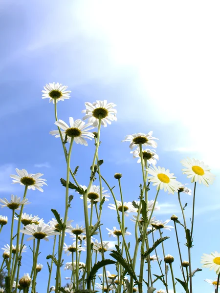 Flowers camomiles sun — Stock Photo, Image