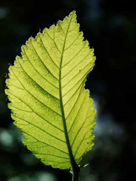 Листя дерев — стокове фото