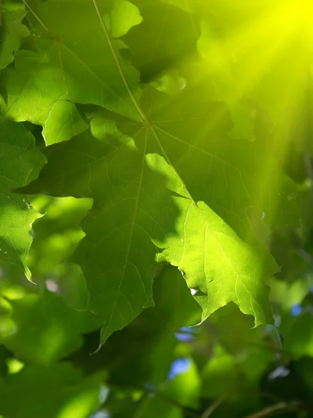 Ağacın akçaağaç yaprakları — Stok fotoğraf