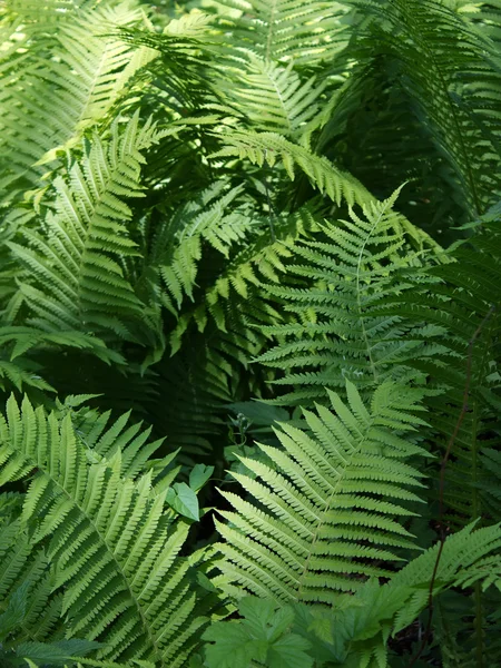 Leaves fern — Stock Photo, Image