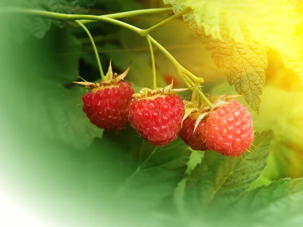 Berries raspberry — Stock Photo, Image