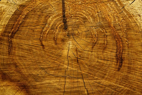 Corte de roble árbol — Foto de Stock