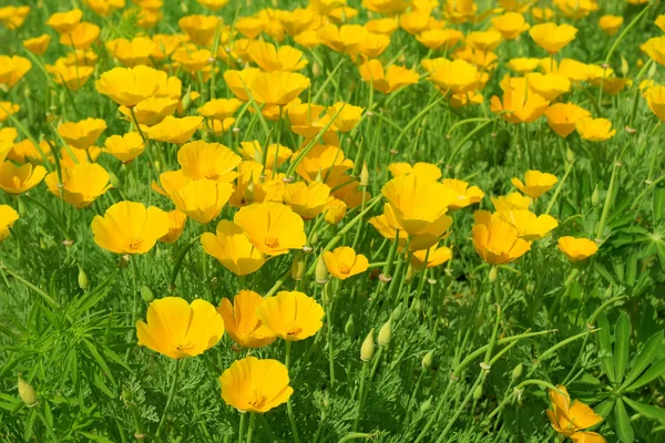 stock image Flowers yellow petals