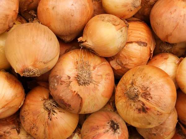 Vegetables onions — Stock Photo, Image