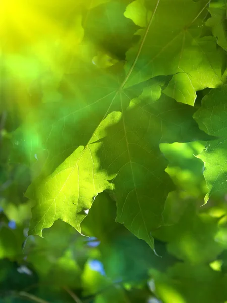Folhas árvore bordo — Fotografia de Stock
