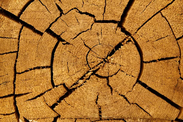 Carvalho de árvore cortada — Fotografia de Stock