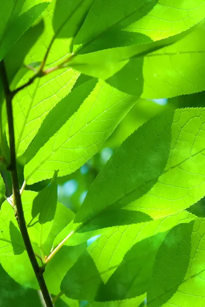 Листя Верба дерево — стокове фото