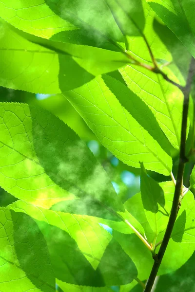 Listy strom Vrba — Stock fotografie
