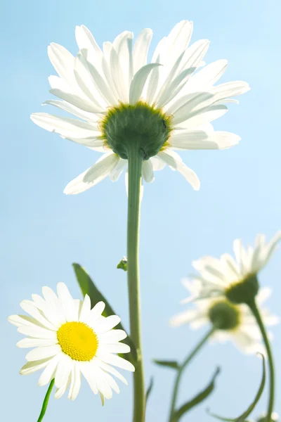Çiçek camomiles gökyüzü — Stok fotoğraf