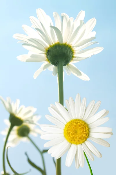 Flores camomilas cielo —  Fotos de Stock