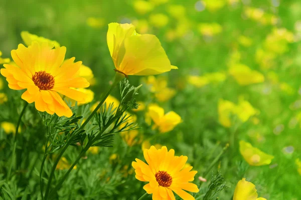 Blommor camomiles gula kronblad — Stockfoto