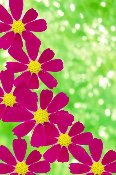Flowers camomiles red petals — Stock Photo, Image