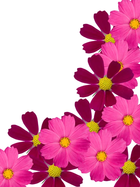 꽃 camomiles — 스톡 사진