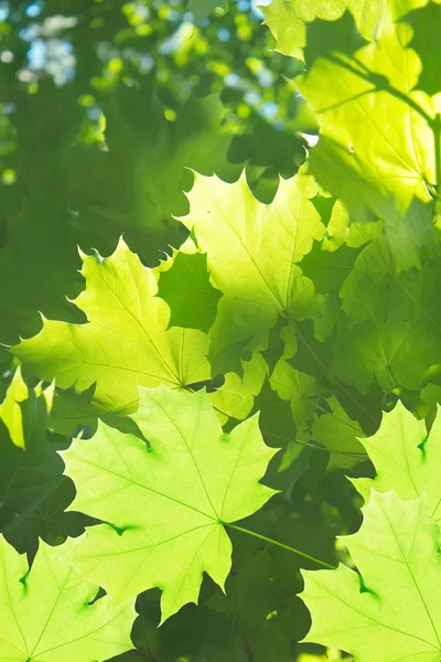 나무 단풍나무 잎 — 스톡 사진