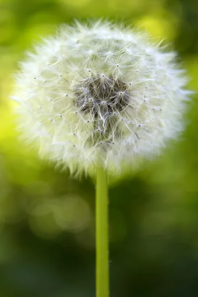Flower dandelion — Stock Photo, Image