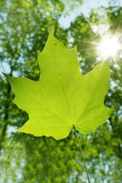 Liście drzewo klon słońce — Zdjęcie stockowe