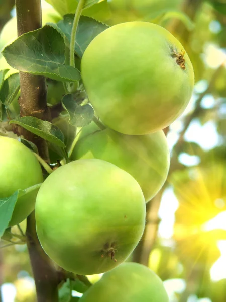 Meyve elma ağacı — Stockfoto