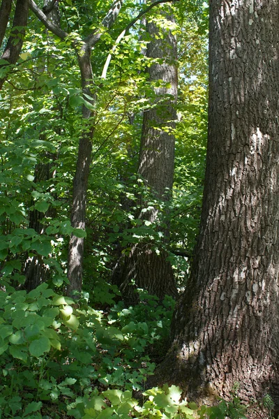 Dąb drzewo liściaste — Zdjęcie stockowe