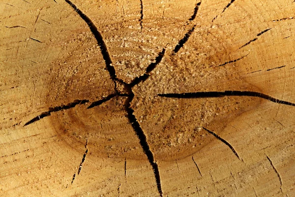 Textures tree linden — Stock Photo, Image