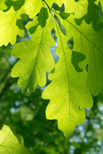 Folhas de carvalho de árvore — Fotografia de Stock