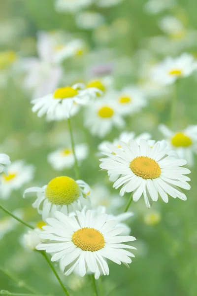 Blüten Kamille — Stockfoto