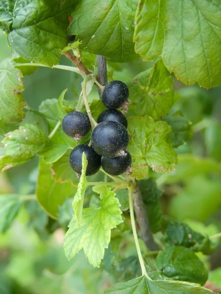 Berries currant — Stock Photo, Image