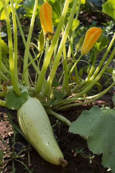 stock image Vegetables marrow fresh