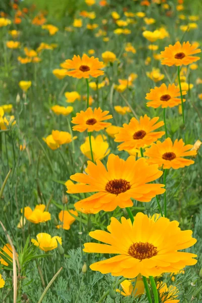 Flowers camomiles yellow petals — Stock Photo, Image