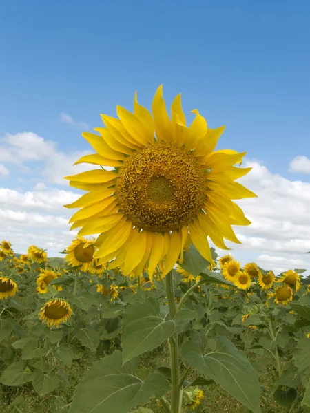 Fältet blomma solros — Stockfoto
