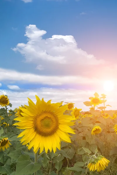 Fältet blomma solros sunset — Stockfoto