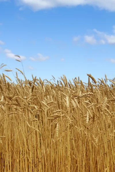 Peras de trigo — Fotografia de Stock