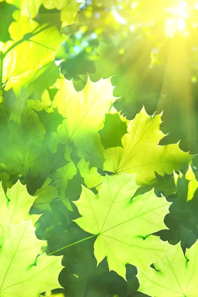 Листья кленового солнца — стоковое фото