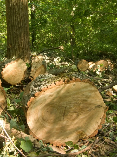 Wyciąć drzewo dąb — Zdjęcie stockowe