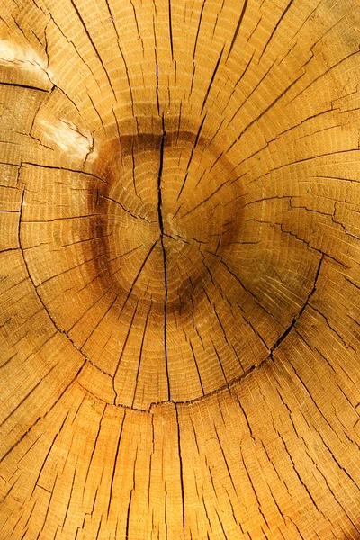 Деревянный дуб — стоковое фото