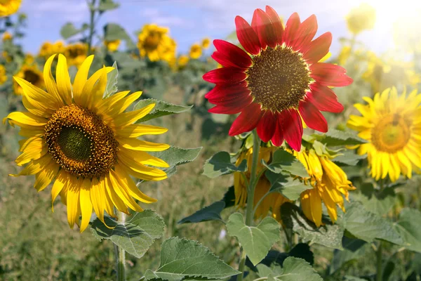 Feldblume Sonnenblume — Stockfoto