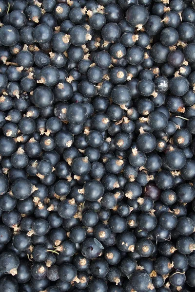 Beeren Johannisbeere schwarz — Stockfoto