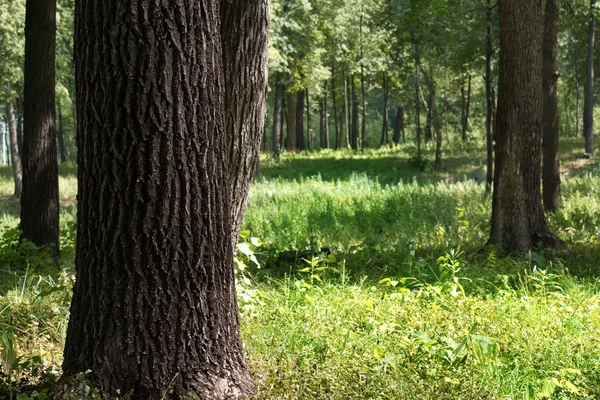 Árbol tronco de roble — Foto de Stock