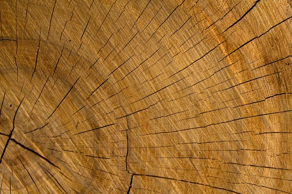 Texture quercia albero deciduo — Foto Stock