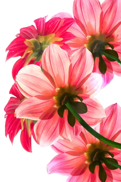 Bunga merah muda kelopak transparan — Stok Foto
