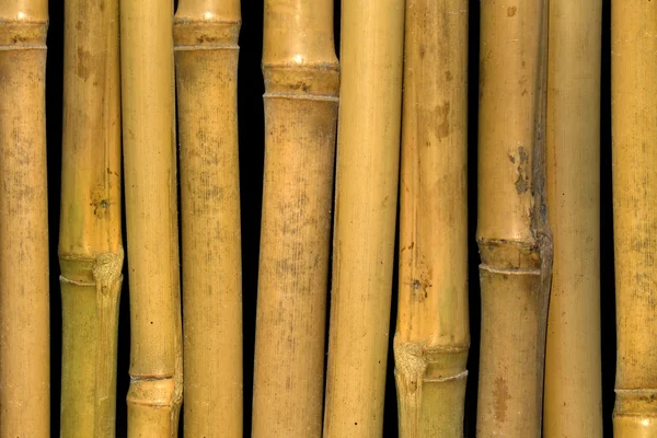 Bambusové stonky — Stock fotografie