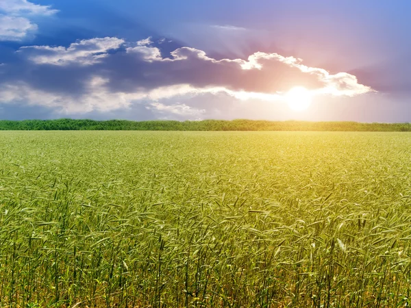 Ušní pšeničné pole — Stock fotografie