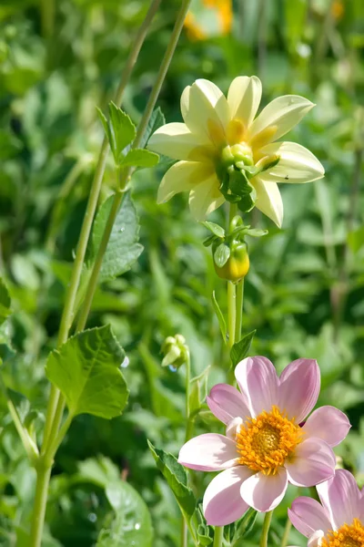 Flores amarelo pétalas rosa — Fotografia de Stock