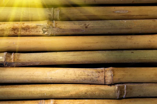 Bamboe stengels — Stockfoto