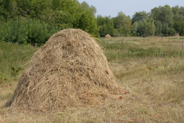 Pila de hierba de heno — Foto de Stock
