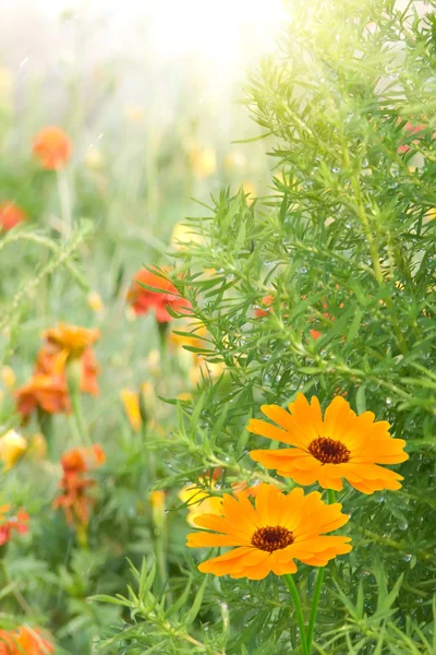 Kwiat camomiles — Zdjęcie stockowe