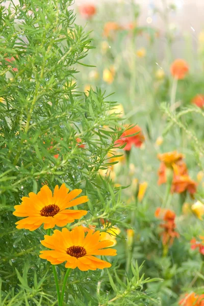 Flower camomiles — Stock Photo, Image