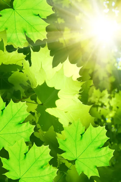 Leaves tree maple — Stock Photo, Image