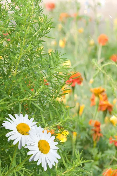 Flower camomiles — Stock Photo, Image