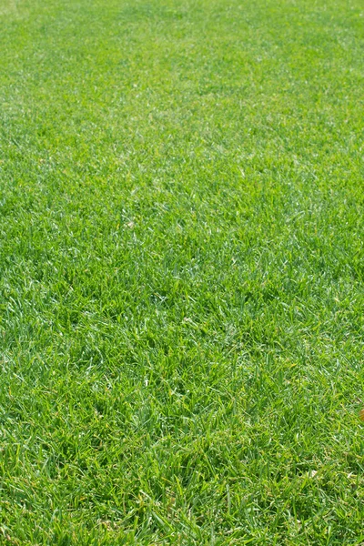 Трава стрижет газон — стоковое фото