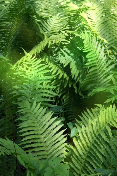 Leaves fern — Stock Photo, Image